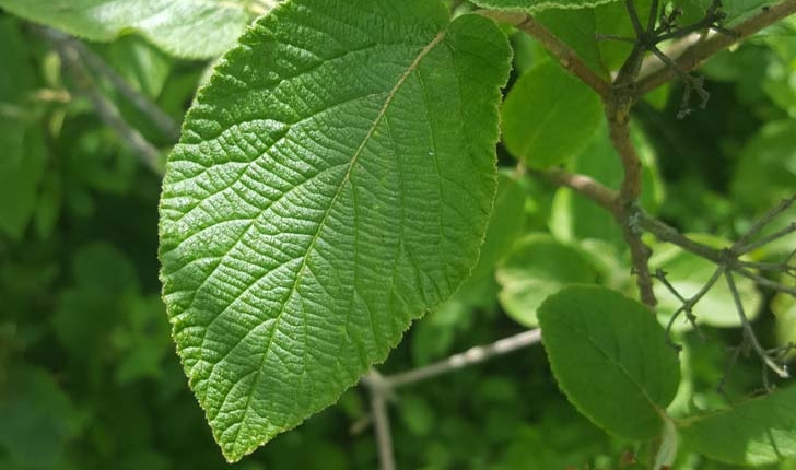  Viburnum lantana