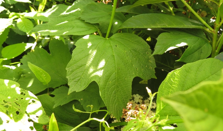 Viburnum opulus L., 1753