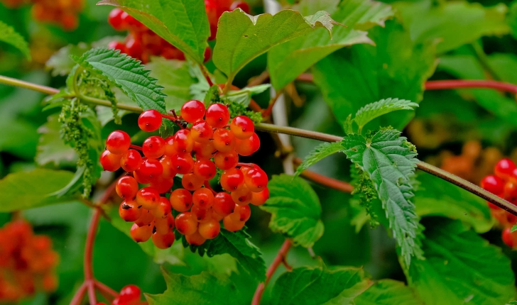 Viburnum opulus L., 1753