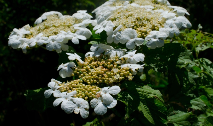 Viburnum opulus L., 1753