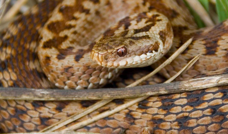 Vipera berus (Linnaeus, 1758)