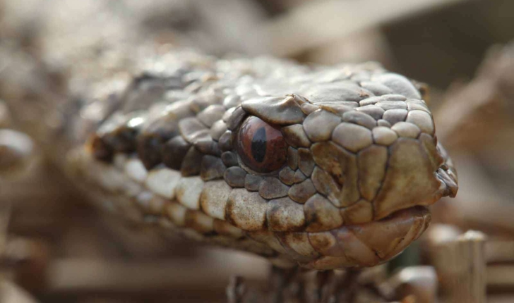 Vipera berus (Linnaeus, 1758)