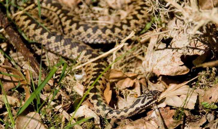 Vipera berus (Linnaeus, 1758)