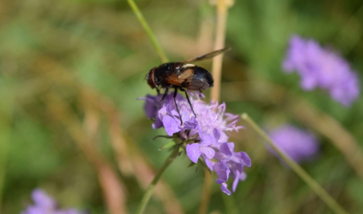 Volucella pellucens (Linnaeus 1758)