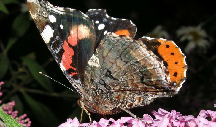 Vanessa atalanta (Linnaeus, 1758)