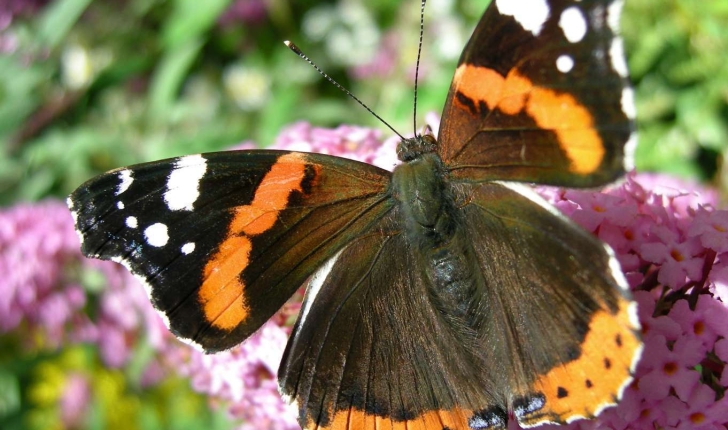 Vanessa atalanta (Linnaeus, 1758)