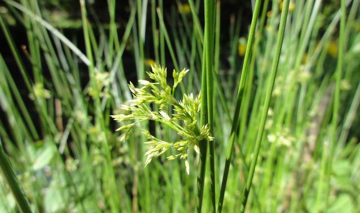 Juncus effusus (L., 1753)