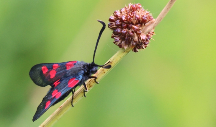 Zygaena sp