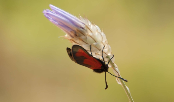 Zygaena sp