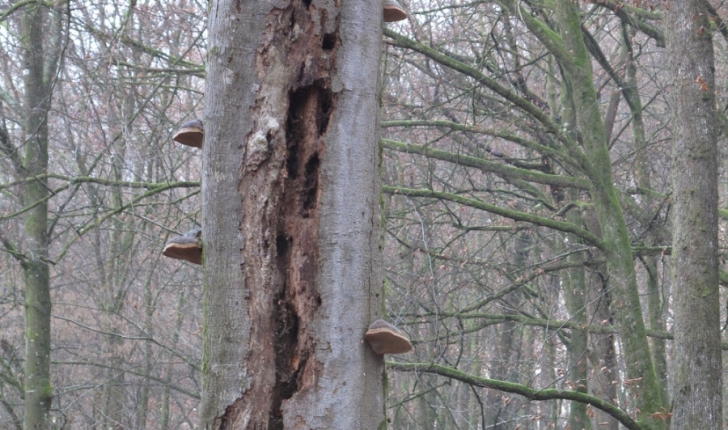 arbre mort- Parc St Valbert- credit ONF 