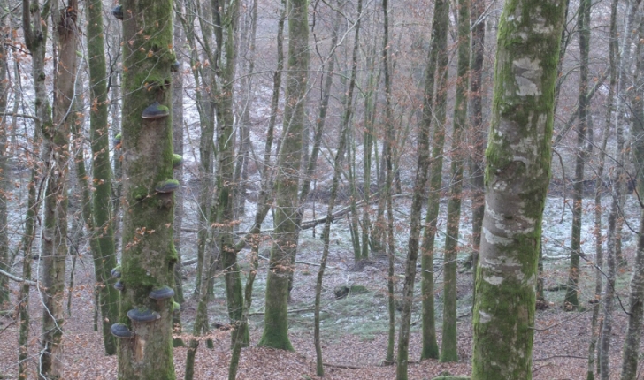 arbre mort- Parc St Valbert- credit ONF 