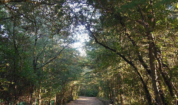 Forêt méditerranéenne (Crédits: Parc d'Aoubré)