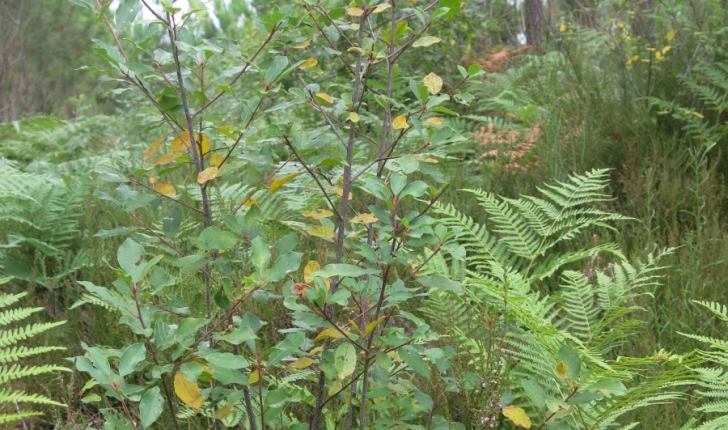 Bourdaine - crédit Parc Naturel Régional des Landes de Gascogne