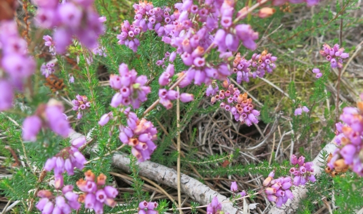 Bruyère cendrée - crédit Parc Naturel Régional des Landes de Gascogne