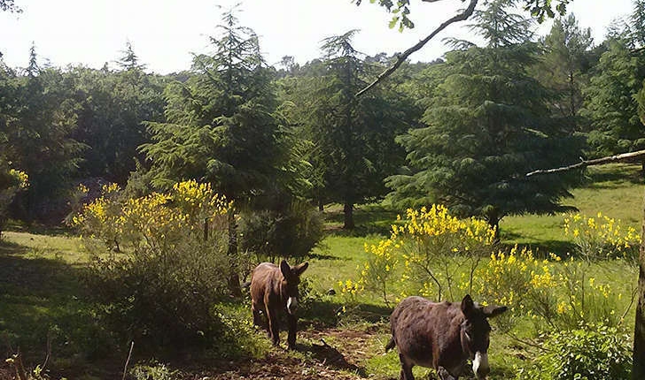 Forêt de Cèdre (Crédits: Parc d'Aoubré)