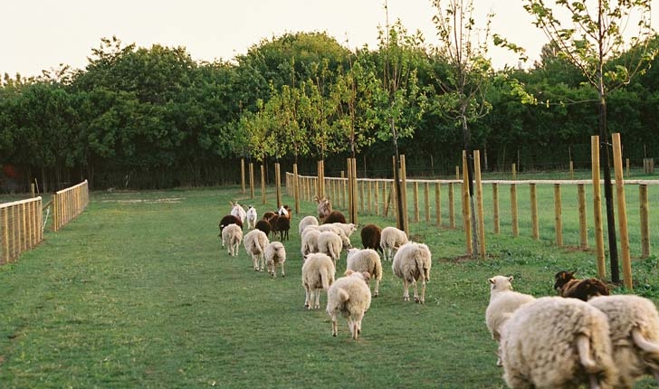 Pâturage - Crédit Département du Val de Marne