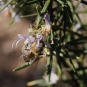 Abeille et thym - Mont Faron