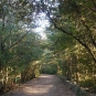 La forêt méditerranéenne - (Crédits Aoubré)