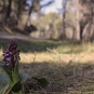 Balade de Fuveau - Orchis Géante (Crédit : Sabine Meneut)