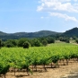 Passage dans les vignes sur la balade de Rognes (Crédits : Léa Charbonnier)