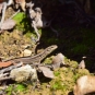 Lézard des murailles (Crédits : Sabine Meneut - NS)