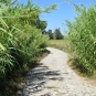 Balade de la Roque d'Anthéron (Crédits : Léa Charbonnier)