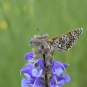 Sauge des prés avec son papillon, Balade de l'Epine - Pays du Buëch - entre Sisteron et Serre-Ponçon (Crédits : Sabine Meneut)