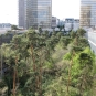 Le jardin-forêt de la Bibliothèque Nationale de France (Crédits : Léa Charbonnier)