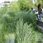 Marais à hélophytes dans le jardin central des Grands Moulins (Crédits : Léa Charbonnier