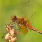 Sympetrum jaune d'or (Crédit : Sahua d_Flickr)