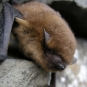 Pipistrelle commune