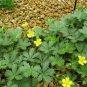 Potentille printanière - Potentilla verna L. (Crédit : Kenpai)