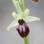 Ophrys araignée - fleur (Crédits : flickr)