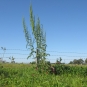 Oseille crépue - Rumex crispus