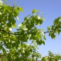 Peuplier du Canada - Populus x canadensis