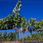 Vigne cépage Grenache (Crédits : Josh McFadden)