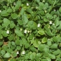 Muguet des pampas, Salpichroa à feuilles d'origan