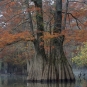 Cyprès chauve - Taxodium distichum