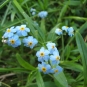 Myosotis des marais 
