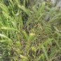 Orge des rats - Hordeum murinum