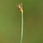 Scirpe à cinq fleurs (Crédit : Kristian Peters)