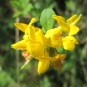 Lotus des marais, Lotier des marais