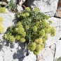 Crithme maritime - Crithmum maritimum L