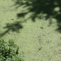 Lentille d'eau - Lemna sp.