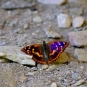 Petit mars changeant - Apatura ilia