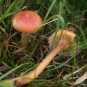 hygrophore poisseux gliophorus laetus crédit: CTSPM