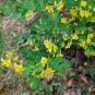Coronille glauque - Coronilla glauca