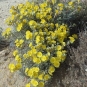 Hélianthème à feuilles de lavande - Helianthemum syriacum