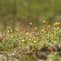 Millepertuis des marais - Hypericum elodes