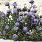 Globulaire buissonnante - Globularia alypum